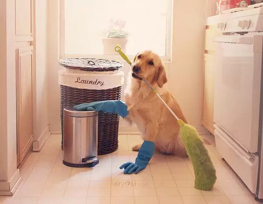 Pet Cleaning Made Simple